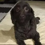 はな
