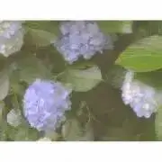 さささ▽プロフありの画像