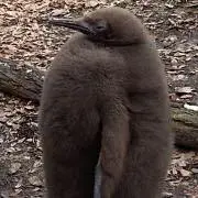 ただます。騙しません。の画像