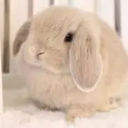 うさこの画像