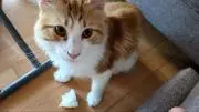 かぜの画像