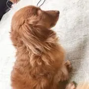 ちょこら