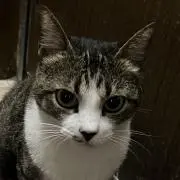 ねこりんの画像