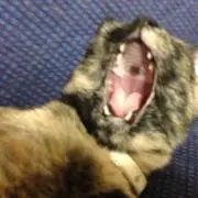 たまちゃん