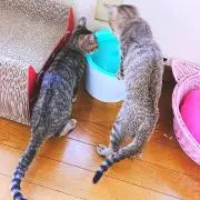 kochanの画像