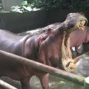 おきゃんの画像