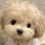 oreoの画像