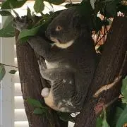 koalaの画像