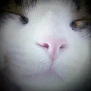 ぬこどの