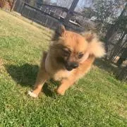 かんなの画像
