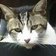 にゃんきち