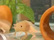 ウパルパの画像