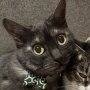 にゃぴの画像