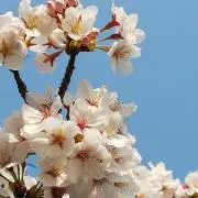 GRACEの画像