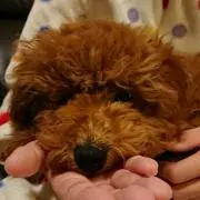 しまうまの画像