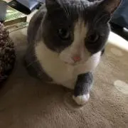 マールの画像