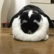はっしぃの画像