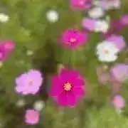 maの画像
