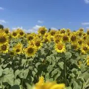 PONOの画像