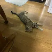 とむやむくんさんの画像