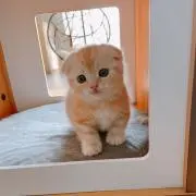 ゆりの画像