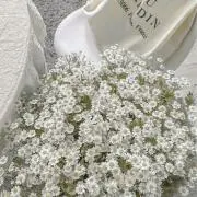 sakura.の画像
