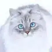 ニク☆8/12-8/27発送できないの画像