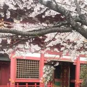 さくら