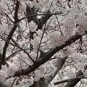のるのの画像