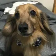 りんごパイの画像