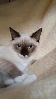 Yama
