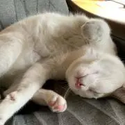 ニャン吉
