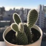 ututuの画像