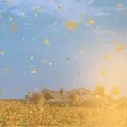 MIMIの画像