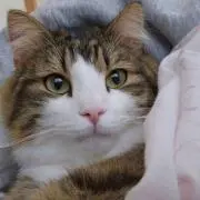 shuの画像