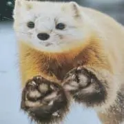 とゆま　プロフ見てください_(_^_)_の画像