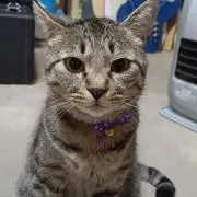 にゃんの画像