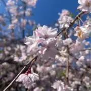 ◎の画像