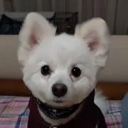 金のイルカ