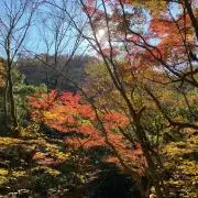 Doraの画像