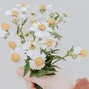 Tokoの画像