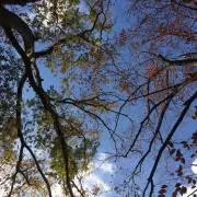 yuyuの画像