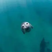 てぃー
