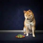 ブロッコリーハウス