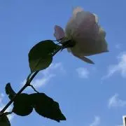 おーさかーなの画像