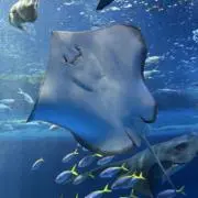 ききの画像