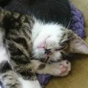 ねこママ