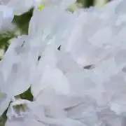 1535【コメントはプロフィール必読後】の画像