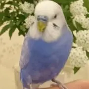 まみたん