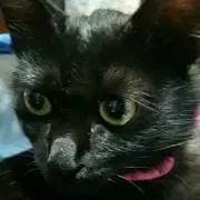 こうにゃんさん